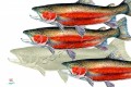 THREE STEELHEAD